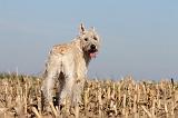 BOUVIER DES ARDENNES 136